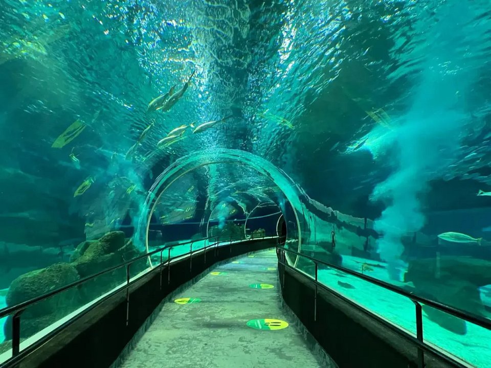 Descubra o Fascinante Mundo Submarino no AquaRio!